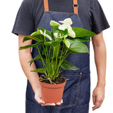 Anthurium 'White' indoor plant