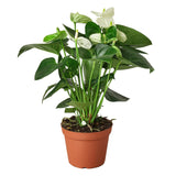 Anthurium 'White' indoor plant