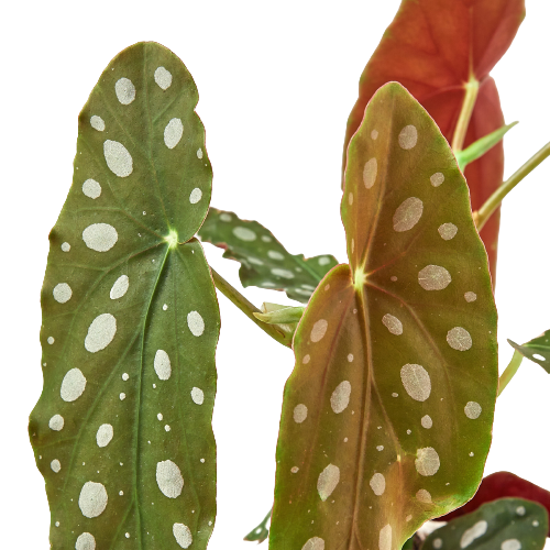 Begonia 'Maculata' indoor plant