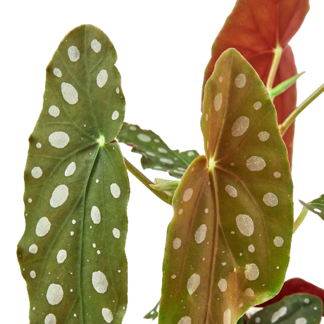 Begonia 'Maculata' indoor plant