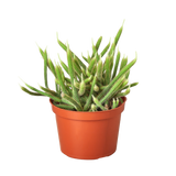 Rat Tail Cactus indoor houseplant