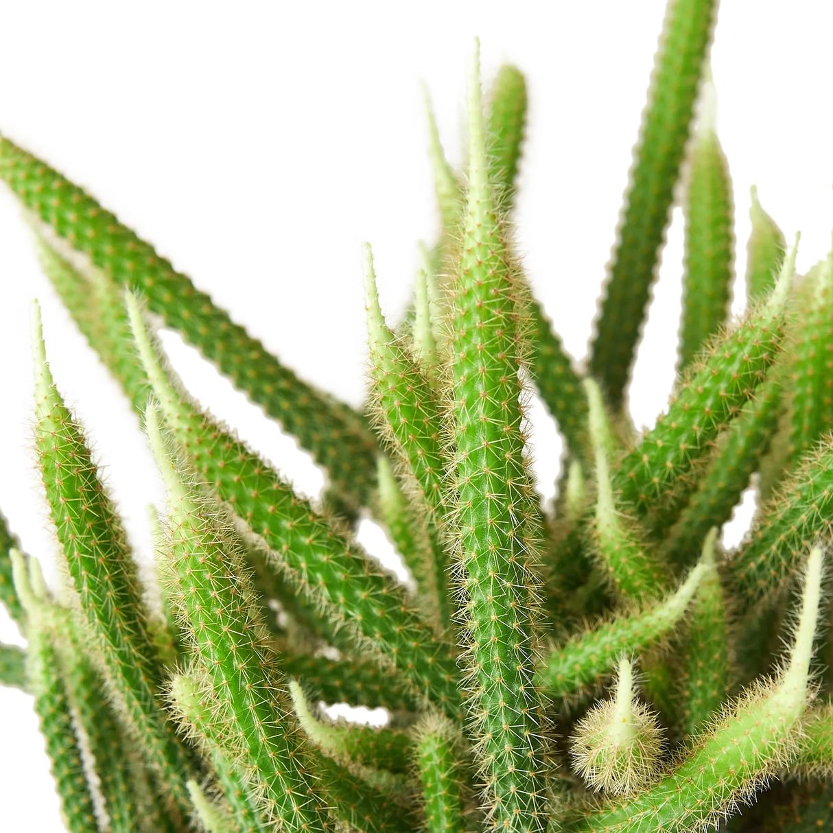 Rat Tail Cactus indoor houseplant