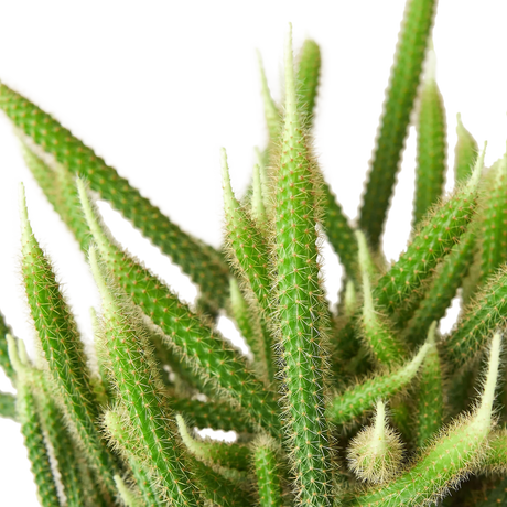 Rat Tail Cactus indoor houseplant