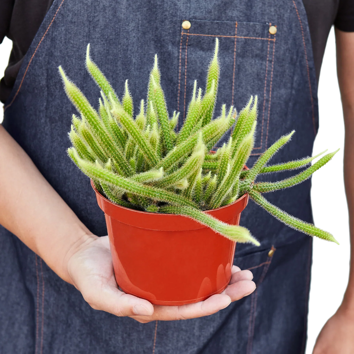 Rat Tail Cactus indoor houseplant