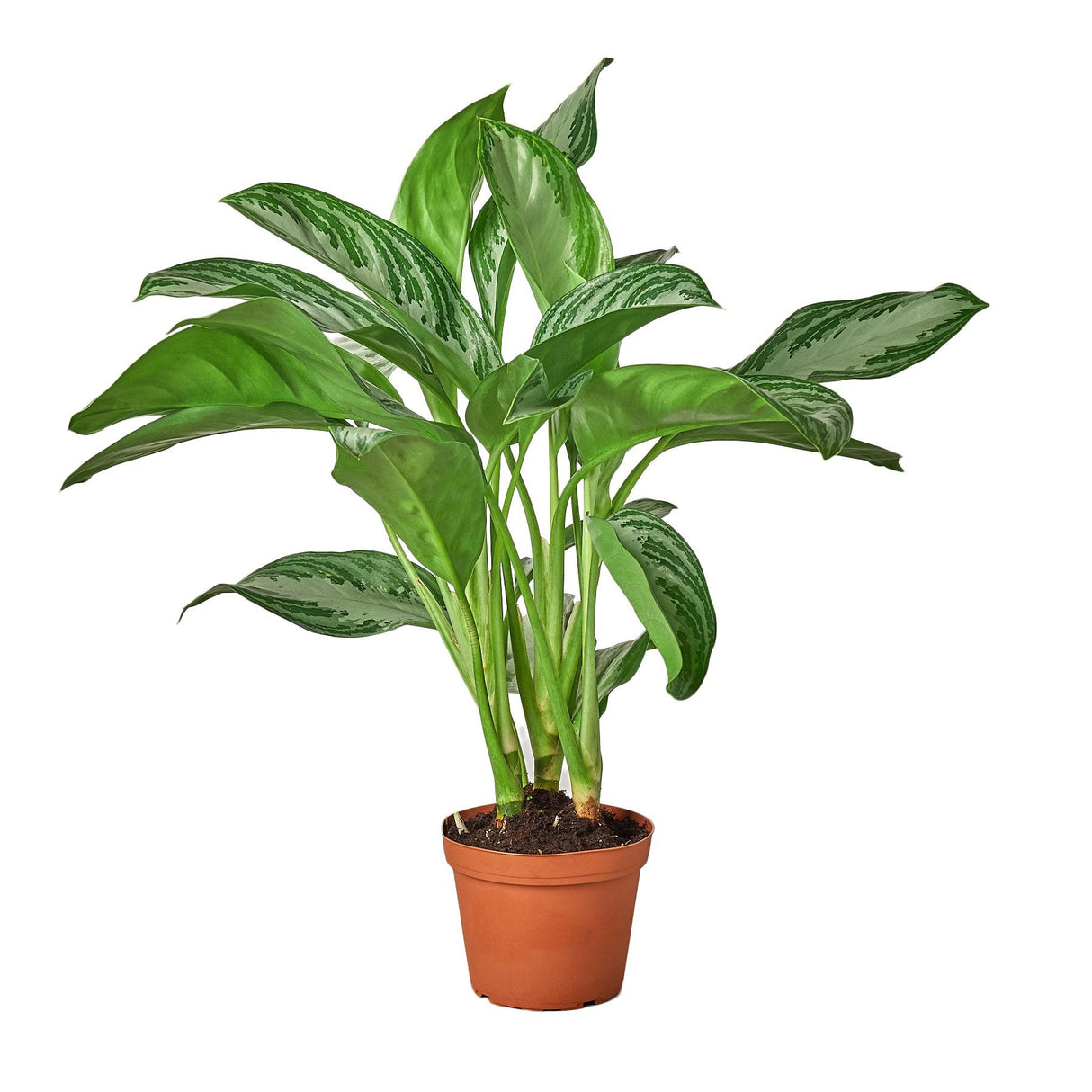 Chinese Evergreen 'Silver Bay' indoor plant