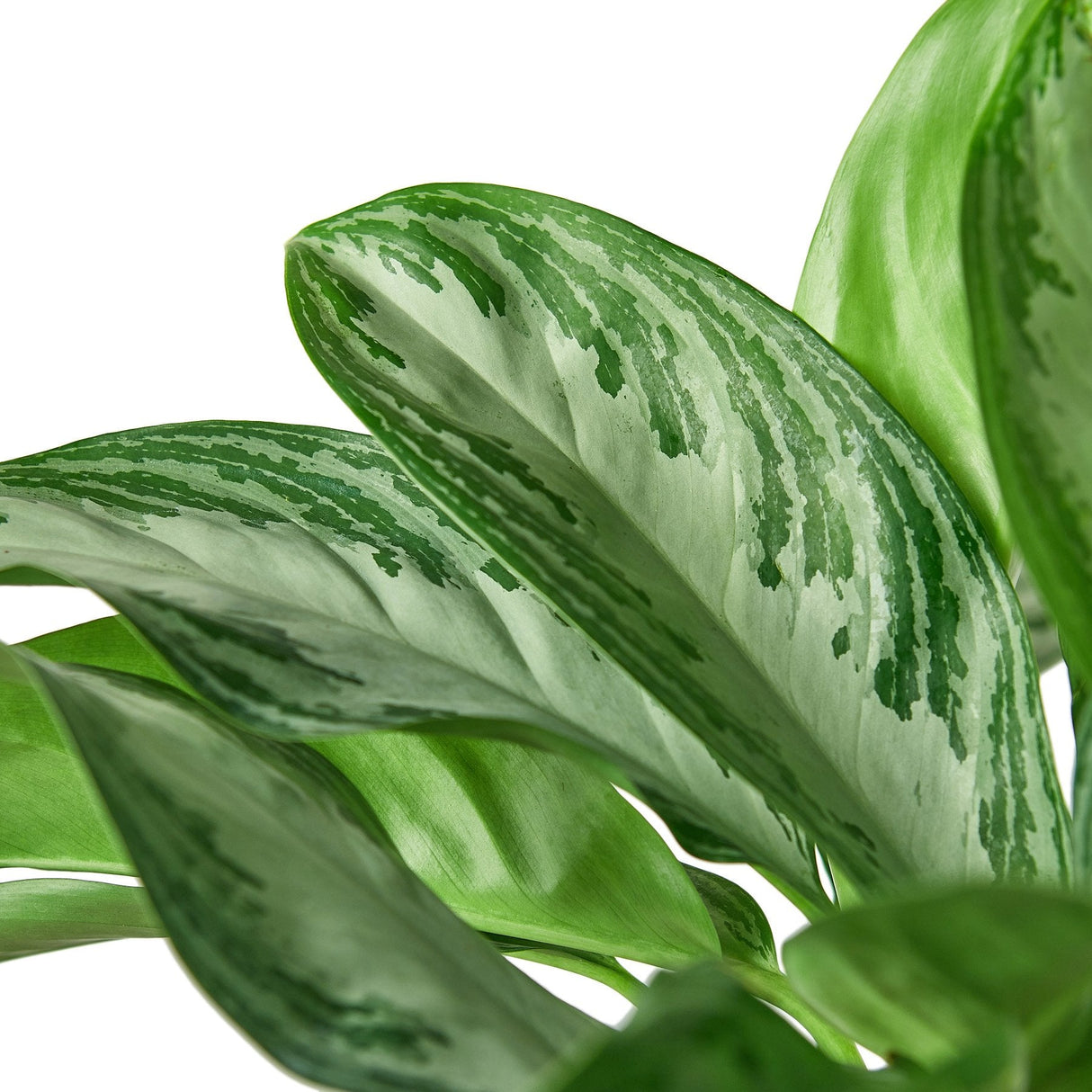 Chinese Evergreen 'Silver Bay' indoor plant