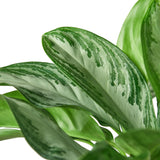 Chinese Evergreen 'Silver Bay' indoor plant