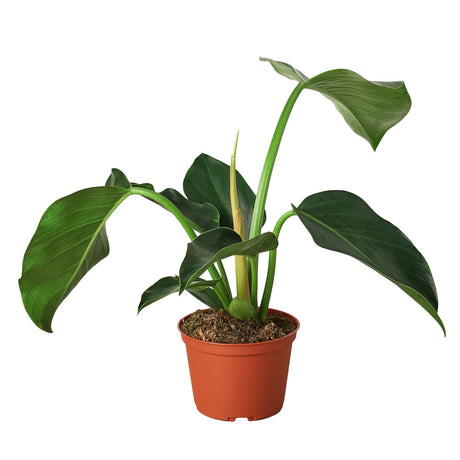 Philodendron 'Congo Green' indoor houseplant