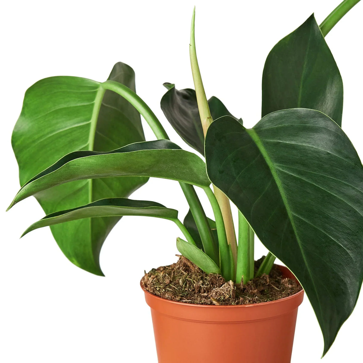 Philodendron 'Congo Green' indoor houseplant