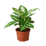 Dieffenbachia 'Tropic Snow'