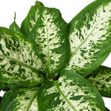 Dieffenbachia 'Tropic Snow'