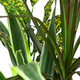 Dracaena 'Combo' indoor Plant