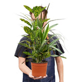 Dracaena 'Combo' indoor Plant