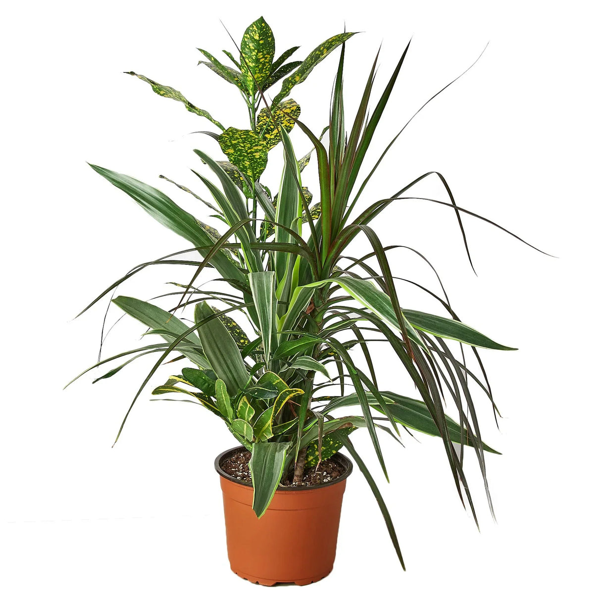 Dracaena 'Combo' indoor Plant