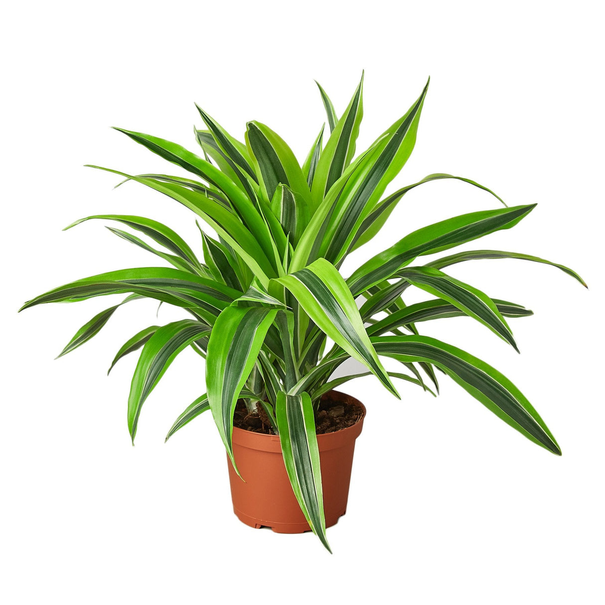 Dracaena Deremensis 'Lemon Surprise' indoor house plant