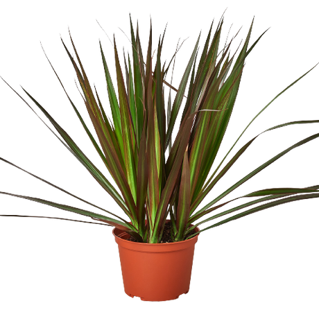 Dracaena 'Marginata Magenta'