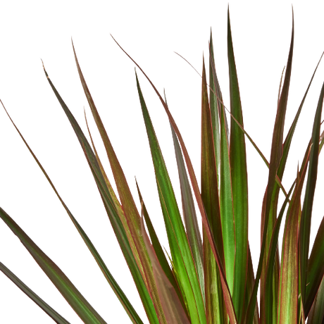 Dracaena 'Marginata Magenta'