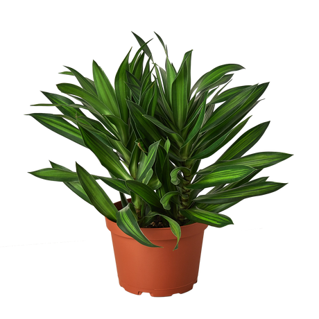 Dracaena 'Song of Jamaica'