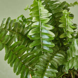 Jester's Crown Fern indoor house plant