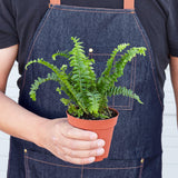 Jester's Crown Fern indoor house plant