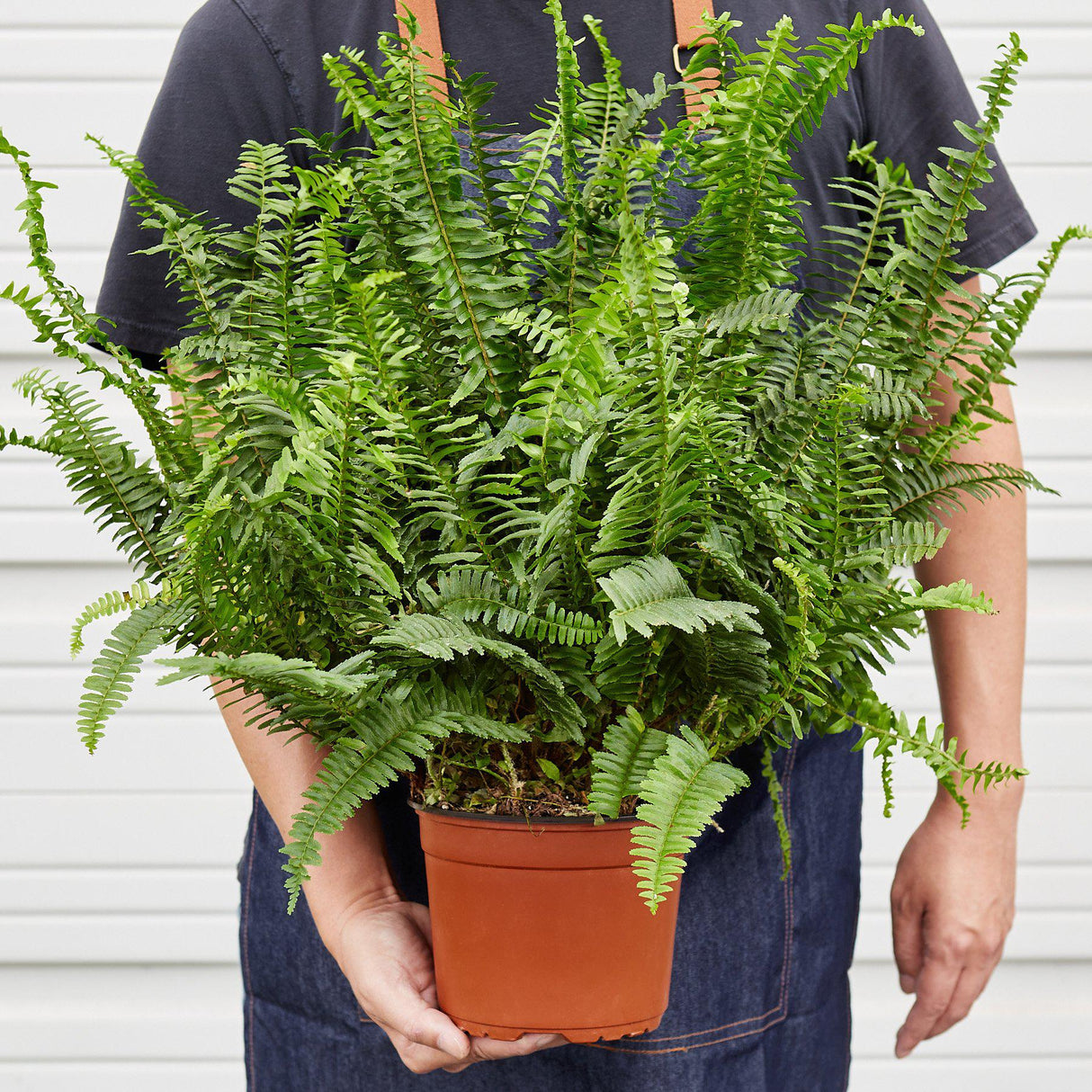 Jester's Crown Fern indoor house plant