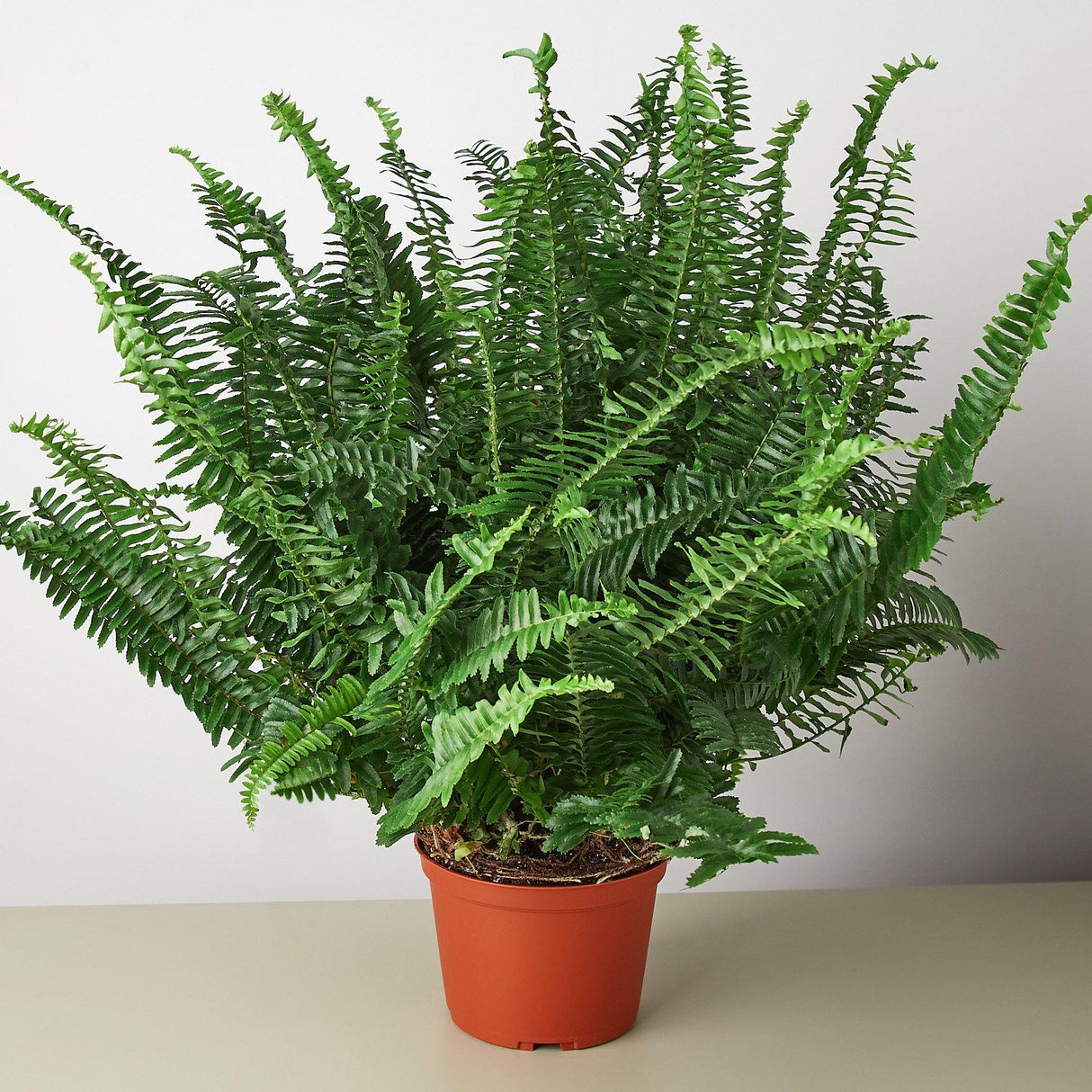 Jester's Crown Fern indoor house plant