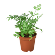 Fern 'Silver Lace' indoor house plant