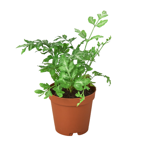 Fern 'Silver Lace' indoor house plant