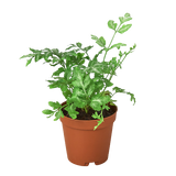 Fern 'Silver Lace' indoor house plant