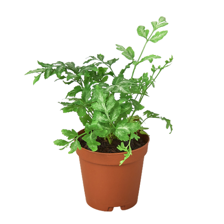 Fern 'Silver Lace' indoor house plant