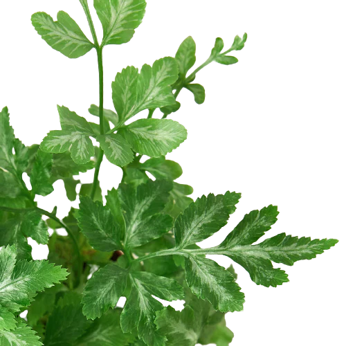 Fern 'Silver Lace' indoor house plant