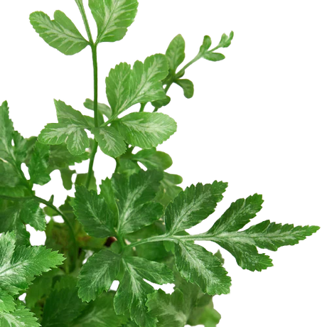 Fern 'Silver Lace' indoor house plant