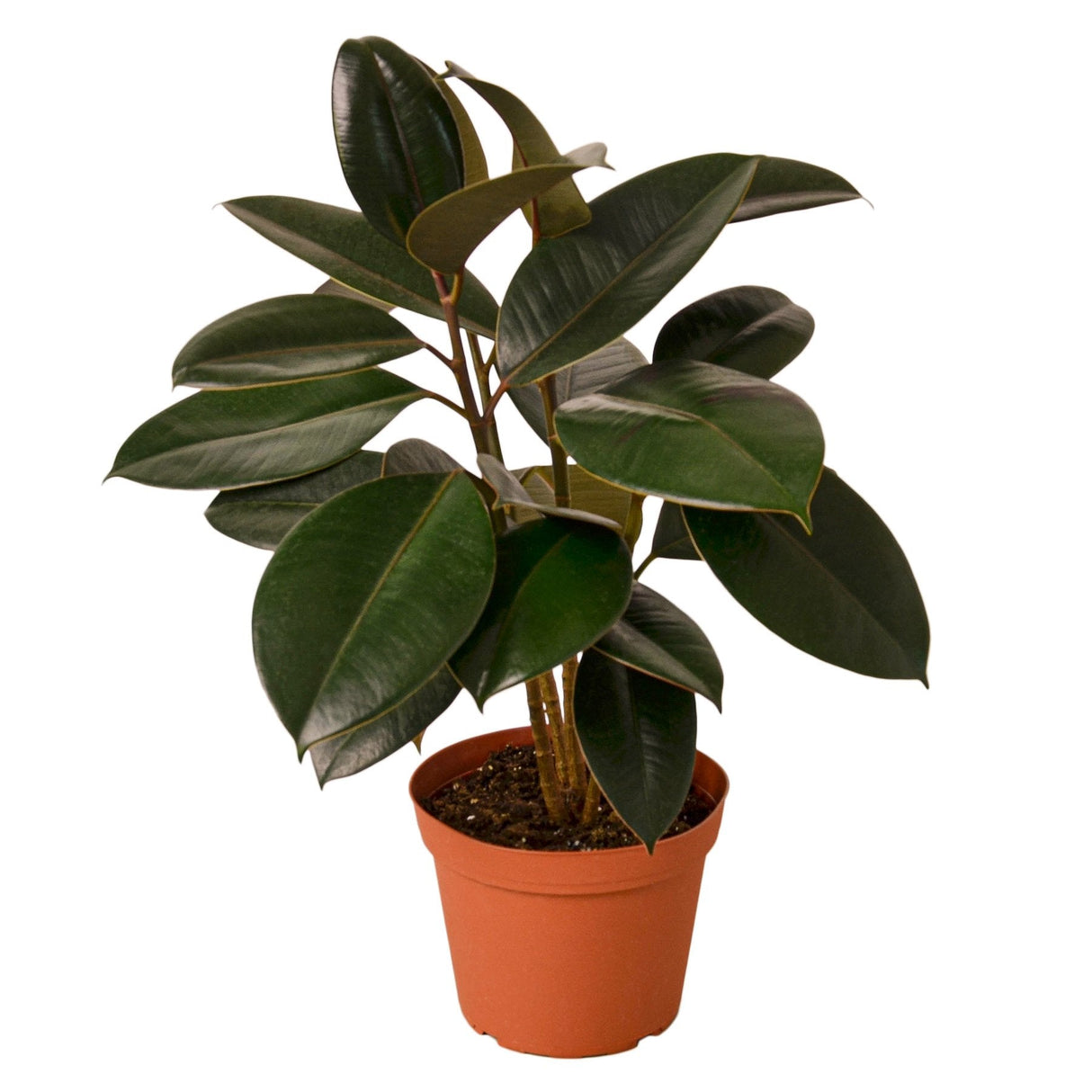 Ficus Elastica 'Burgundy' indoor house plant