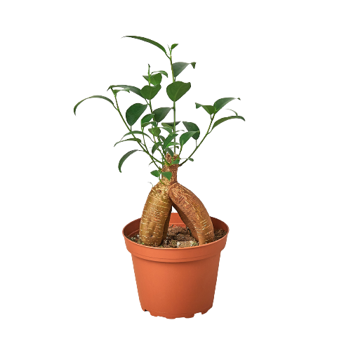 Ficus 'Ginseng' indoor house plant