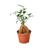 Ficus 'Ginseng' indoor house plant