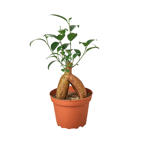 Ficus 'Ginseng' indoor house plant