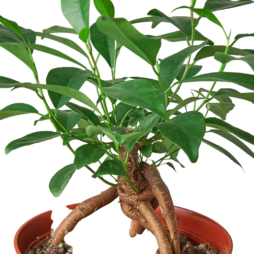 Ficus 'Ginseng' indoor house plant