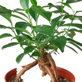 Ficus 'Ginseng' indoor house plant