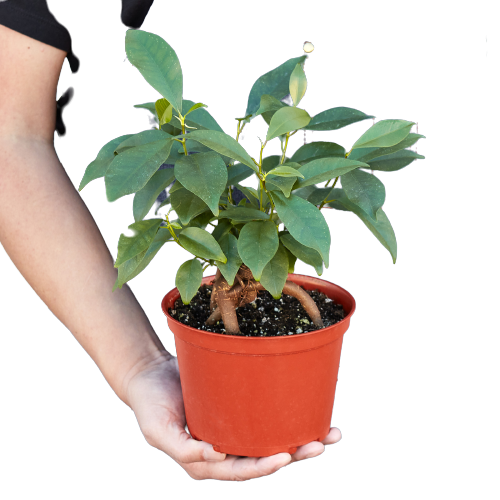 Ficus 'Ginseng' indoor house plant