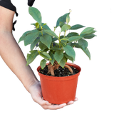 Ficus 'Ginseng' indoor house plant