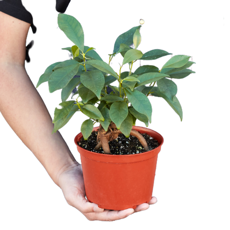 Ficus 'Ginseng' indoor house plant