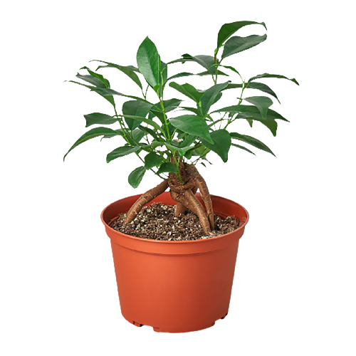 Ficus 'Ginseng' indoor house plant