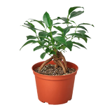 Ficus 'Ginseng' indoor house plant