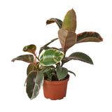 Ficus Elastica 'Ruby Pink' indoor house plant