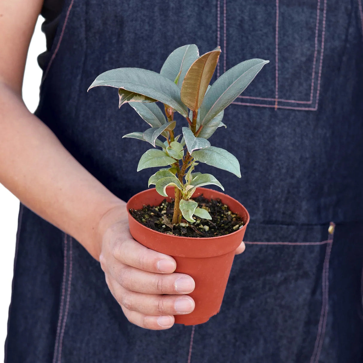 Ficus Elastica 'Tineke' indoor house plant