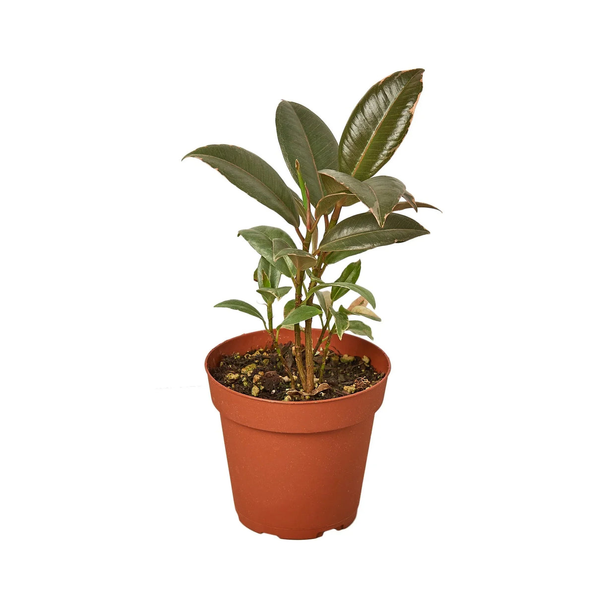 Ficus Elastica 'Tineke' indoor house plant