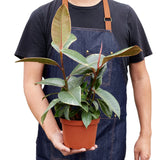 Ficus Elastica 'Tineke' indoor house plant