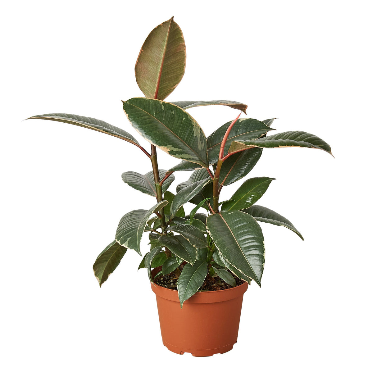 Ficus Elastica 'Tineke' indoor house plant