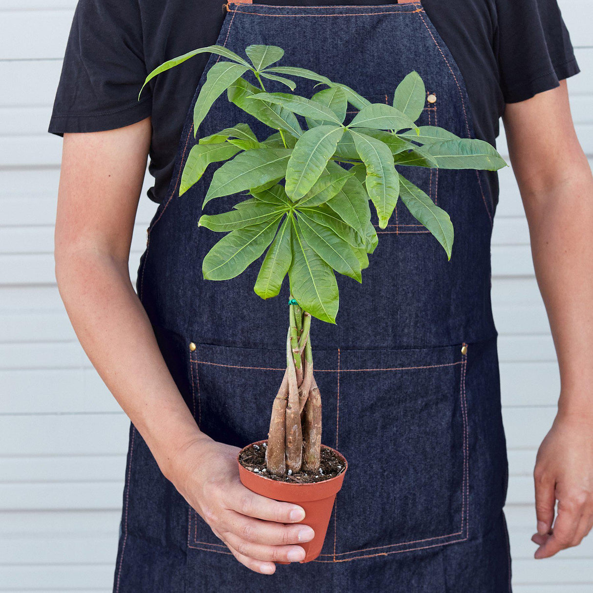 Money Tree 'Guiana Chestnut' Pachira Braid indoor house plants