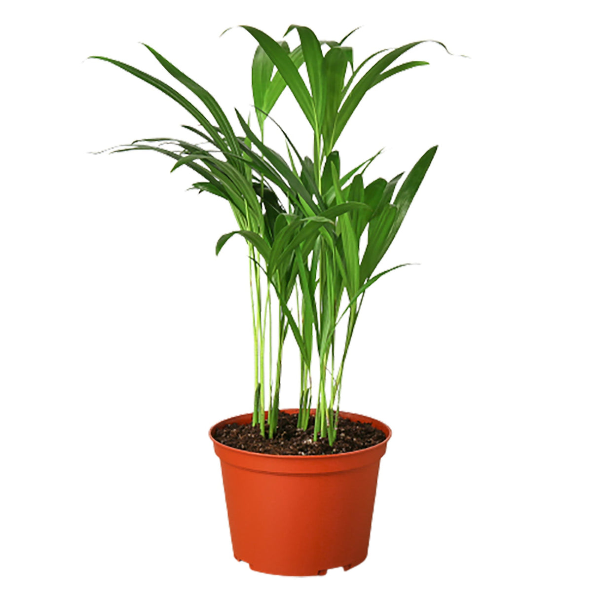 Areca Palm indoor plant